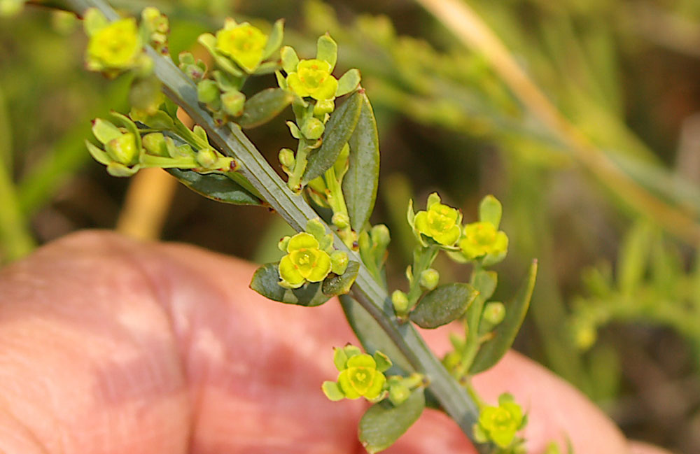 Osyris alba / Ginestrella comune